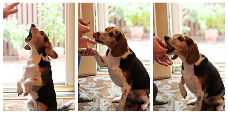 A cute beagle doing tricks to get a Homemade Peanut Butter Dog Treat.
