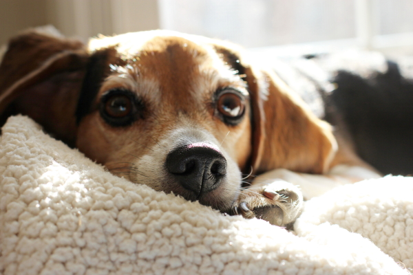 A cute beagle laying on a fleece blanket.